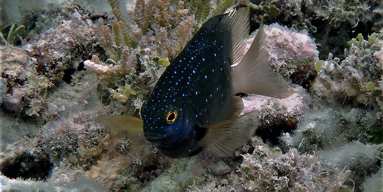 Invasive rats are making some reef fish more peaceful, and that’s bad, actually