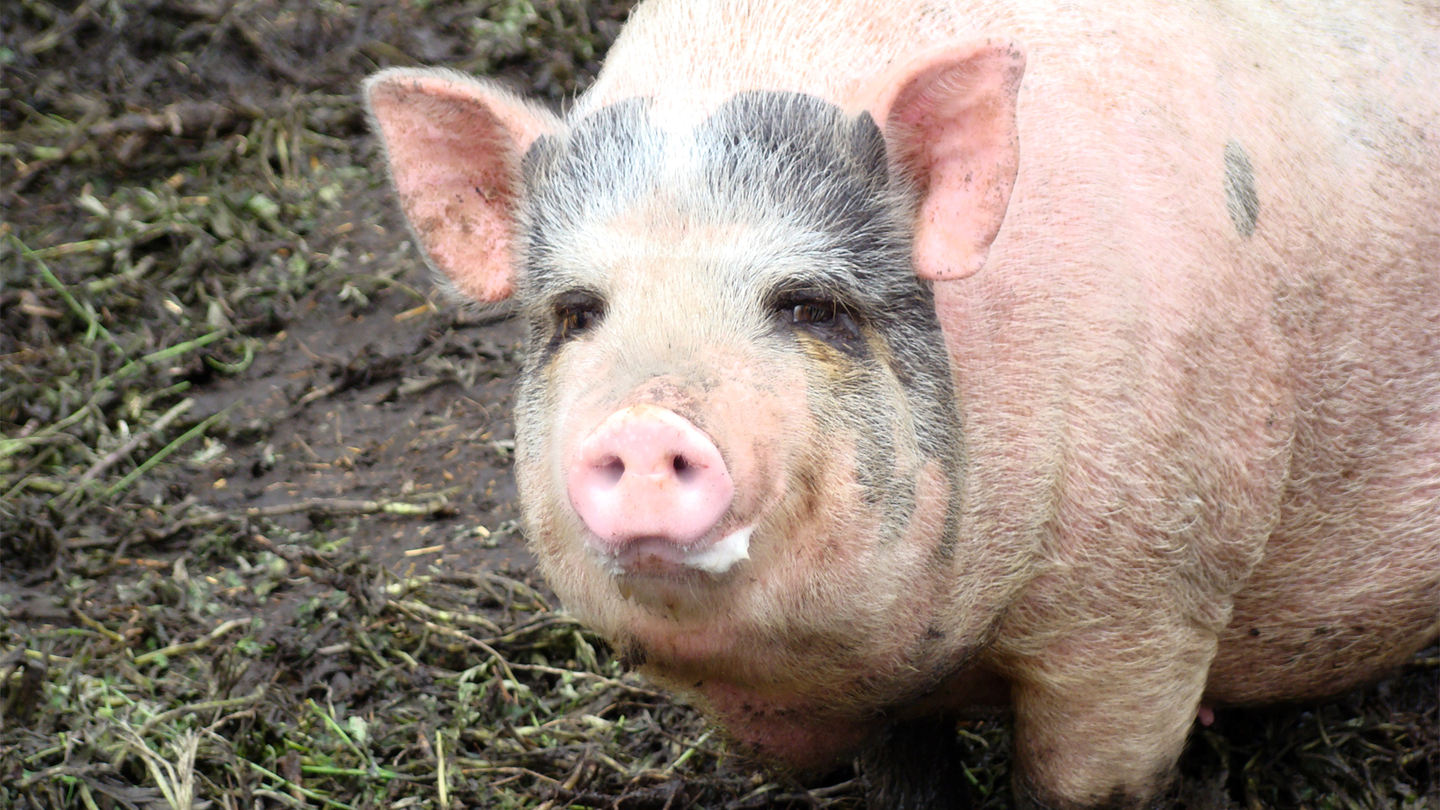 A pig looking up from a muddy field.