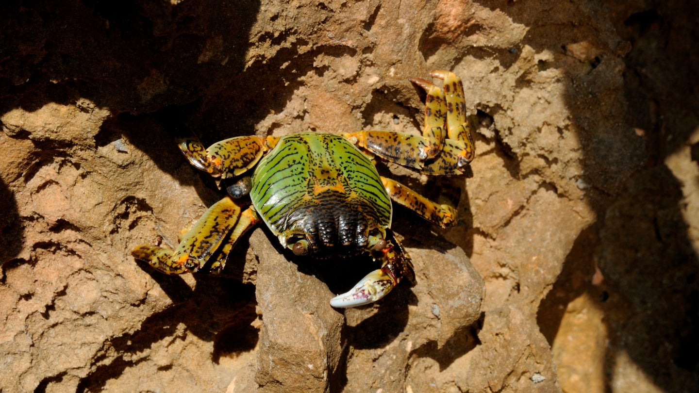Green crabs will mate for days—but they’re less likely to start if their environment is too loud. 