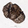 Brown pollen spore from Permian period for UV radiation study