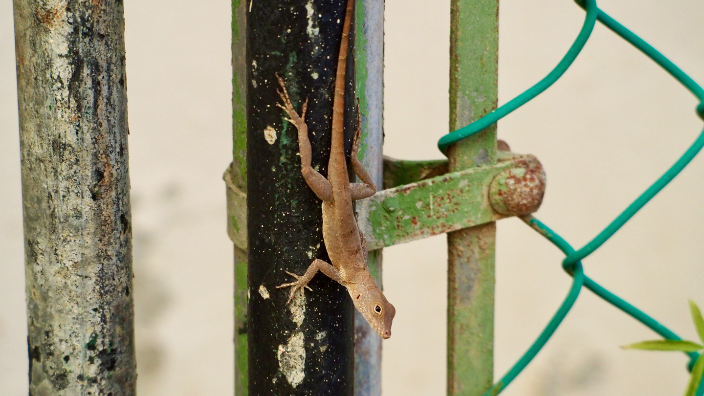 A small lizard called the Puerto Rican crested anole sits on a human-made fence.