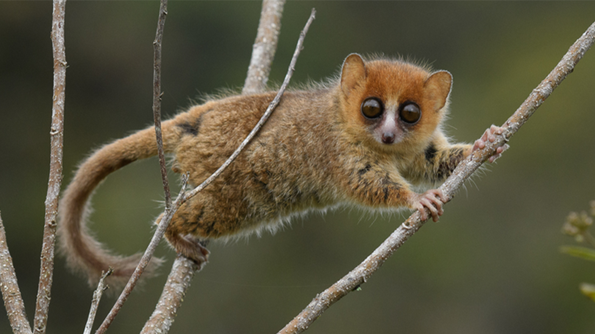 A big-eyed Brown Mouse Lemur from Madagascar.