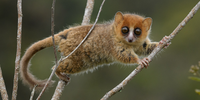 If Madagascar’s animals disappear, it’ll take 23 million years to get them back