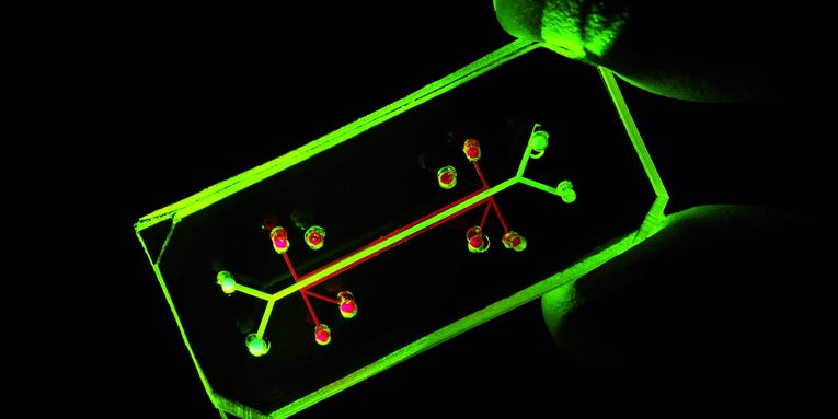 Why mimicking human organs on ‘chips’ could be a gamechanger for drug research