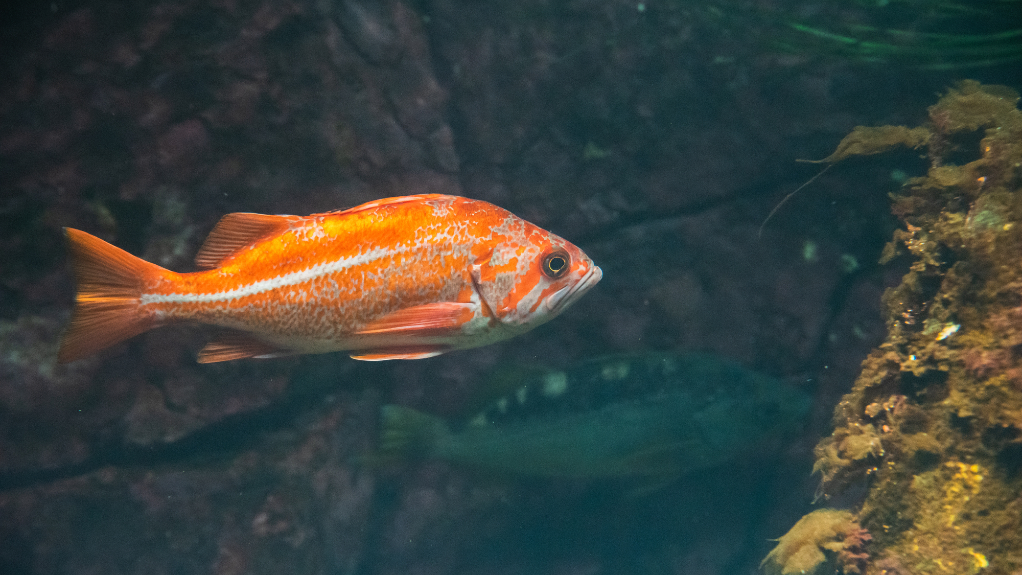 an orange spotted fish with a white line that stretches across its body