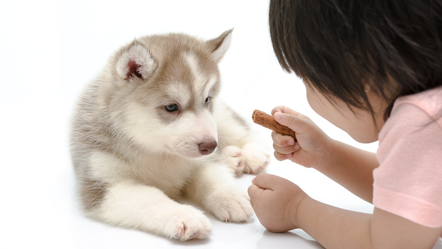 A toddler offering a husky puppy a treat.