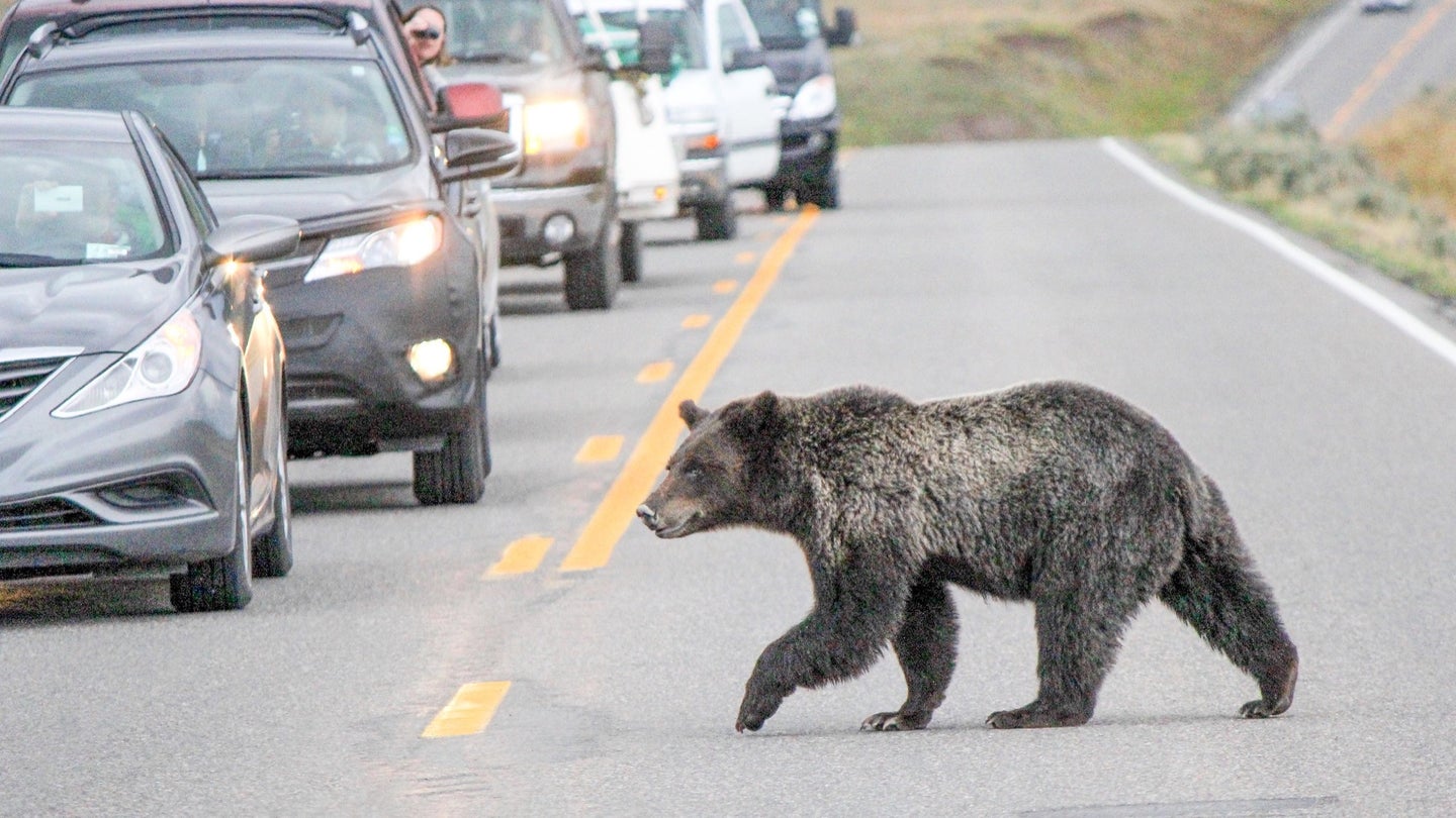 a grizzly bear crosses the road in yellowstone national park. cars are stopped in the background