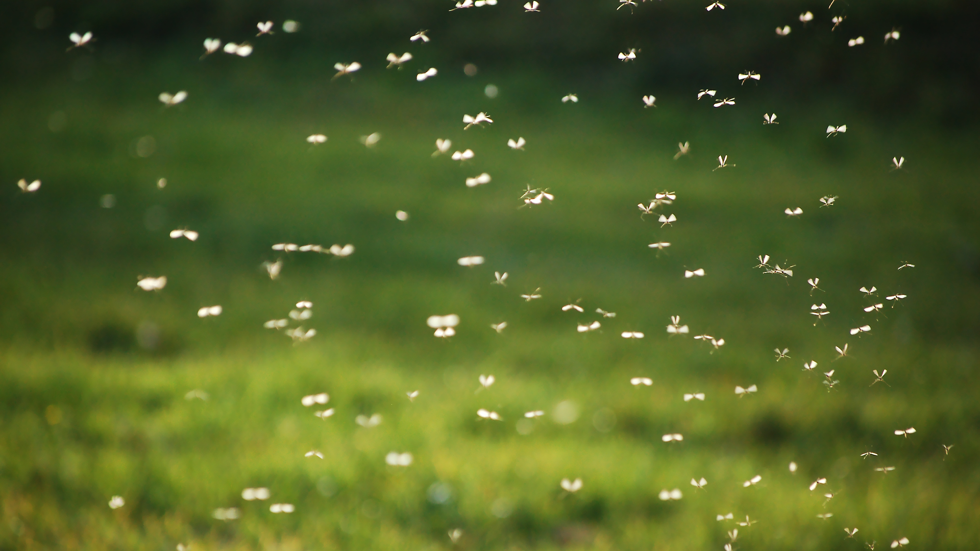 Swarm of mosquitos in flight in a grassy field