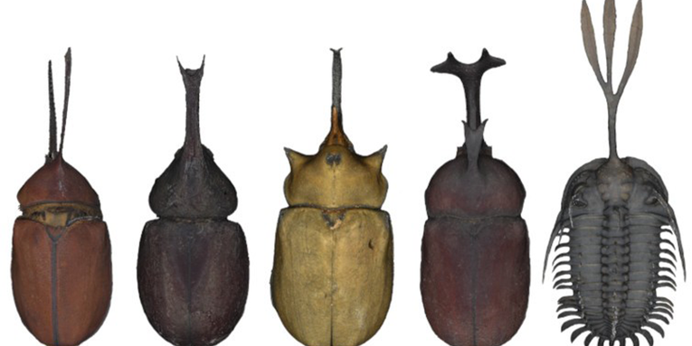 Trilobites may have jousted with head ‘tridents’ to win mates