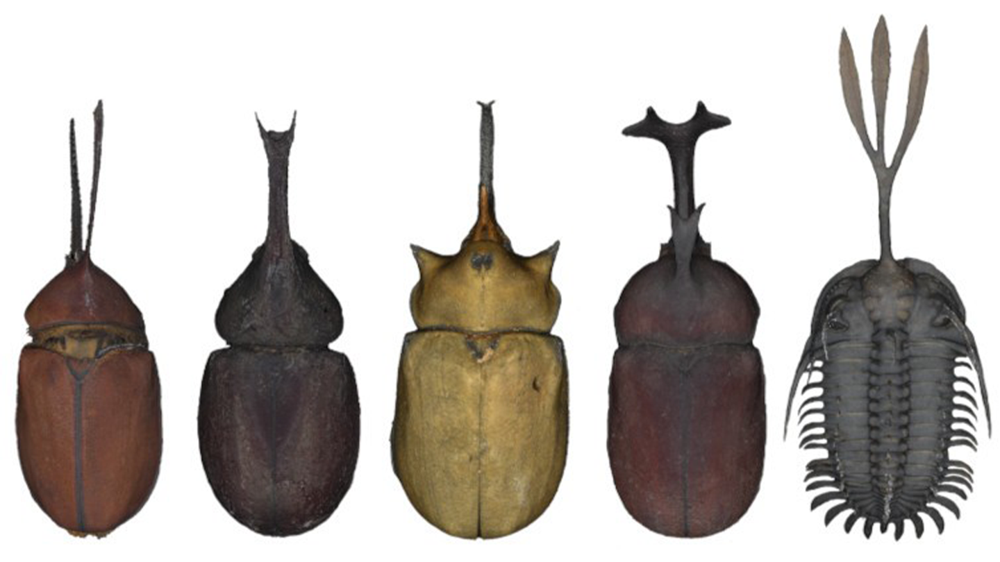 Five fossil specimens including extinct trilobites.