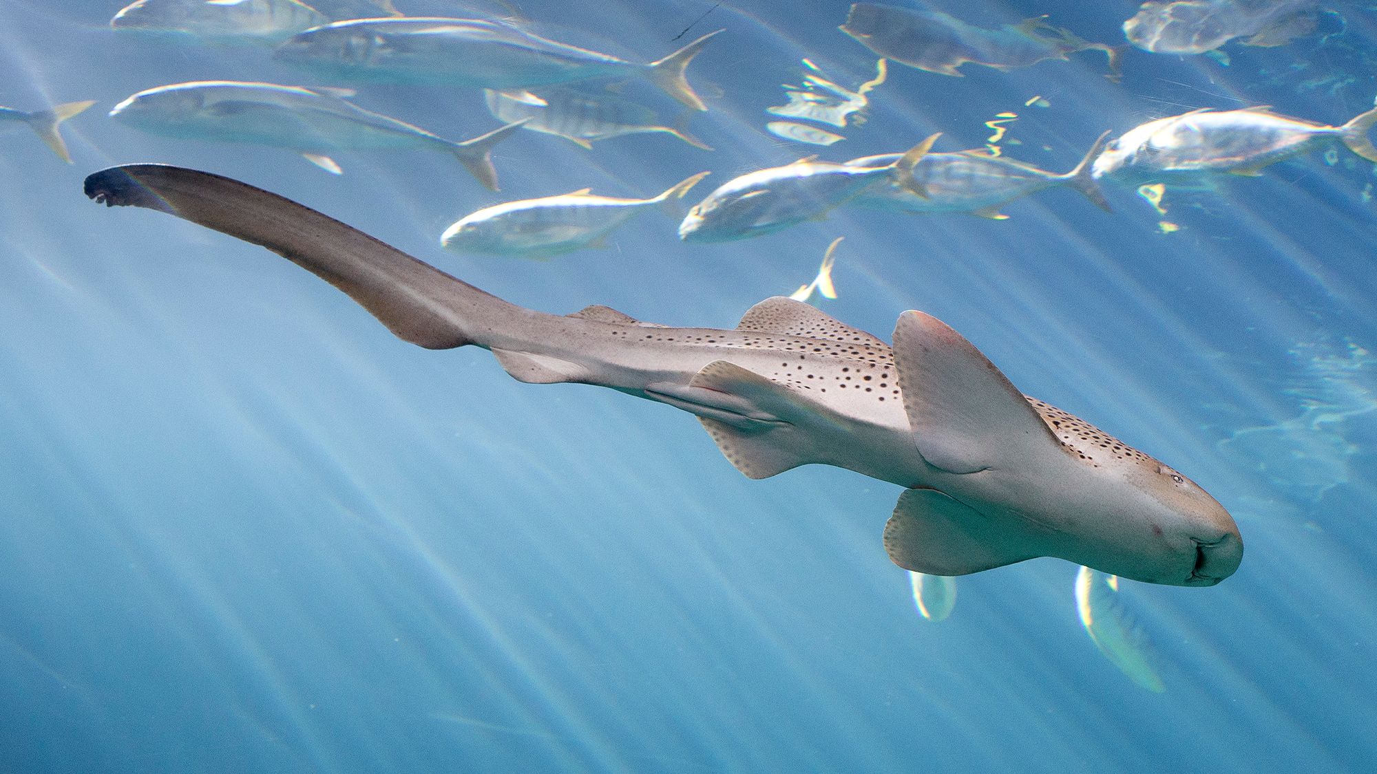 Baby shark born without sperm at Shedd Aquarium | Popular Science