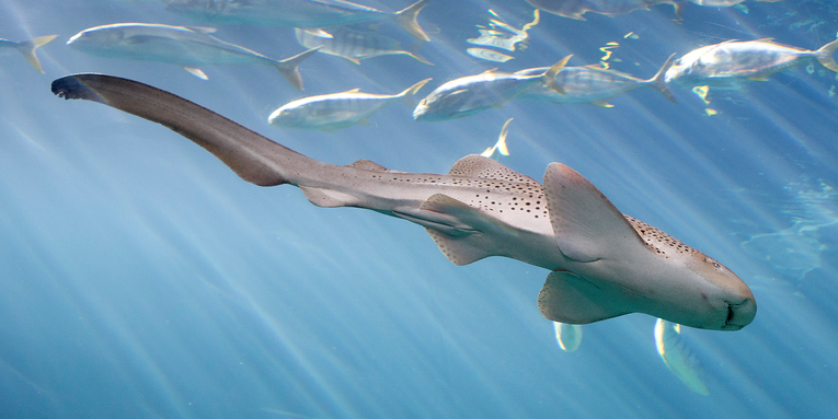 A virgin birth in Shedd Aquarium’s shark tank is baffling biologists