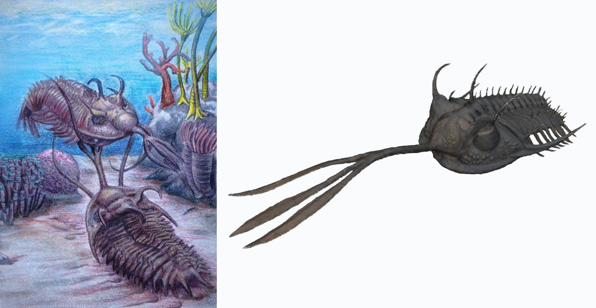 Trilobites may have jousted with head ‘tridents’ to win mates