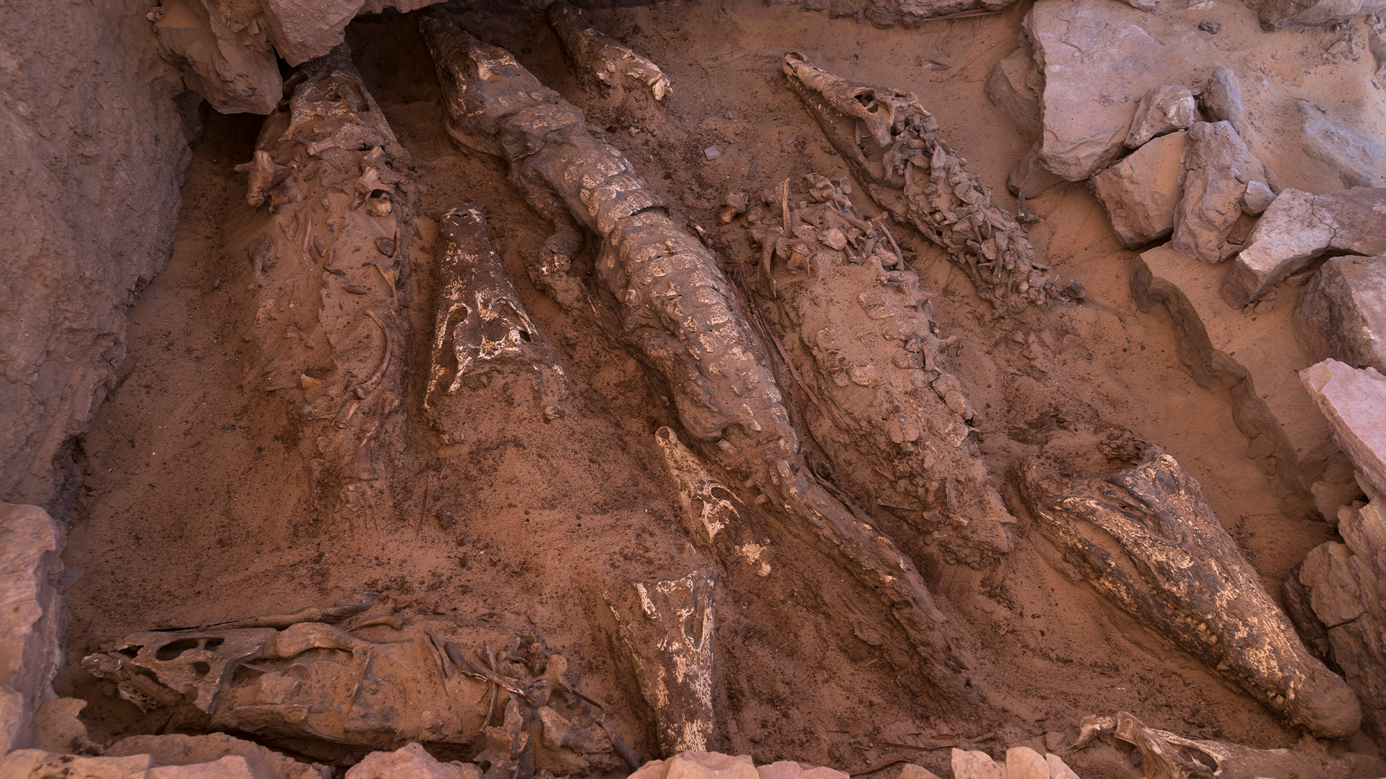 An overview of mummified crocodiles during an excavation.