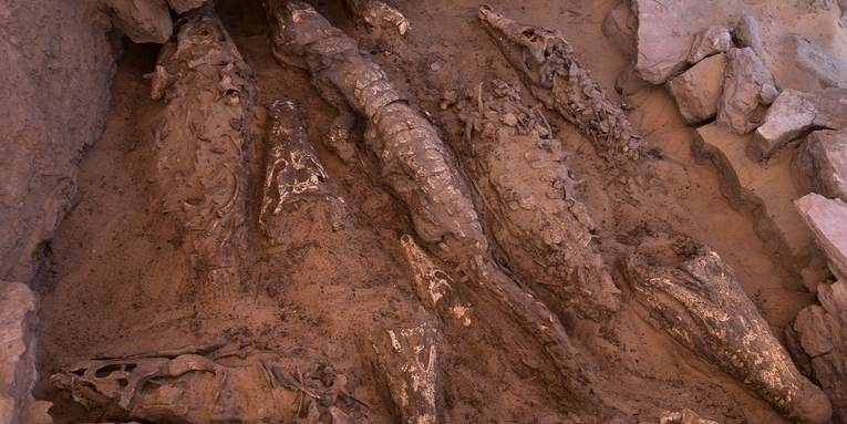 Ancient Egyptians had a unique way of mummifying crocodiles