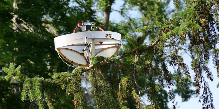 It’s not a UFO—this drone is scooping animal DNA from the tops of trees