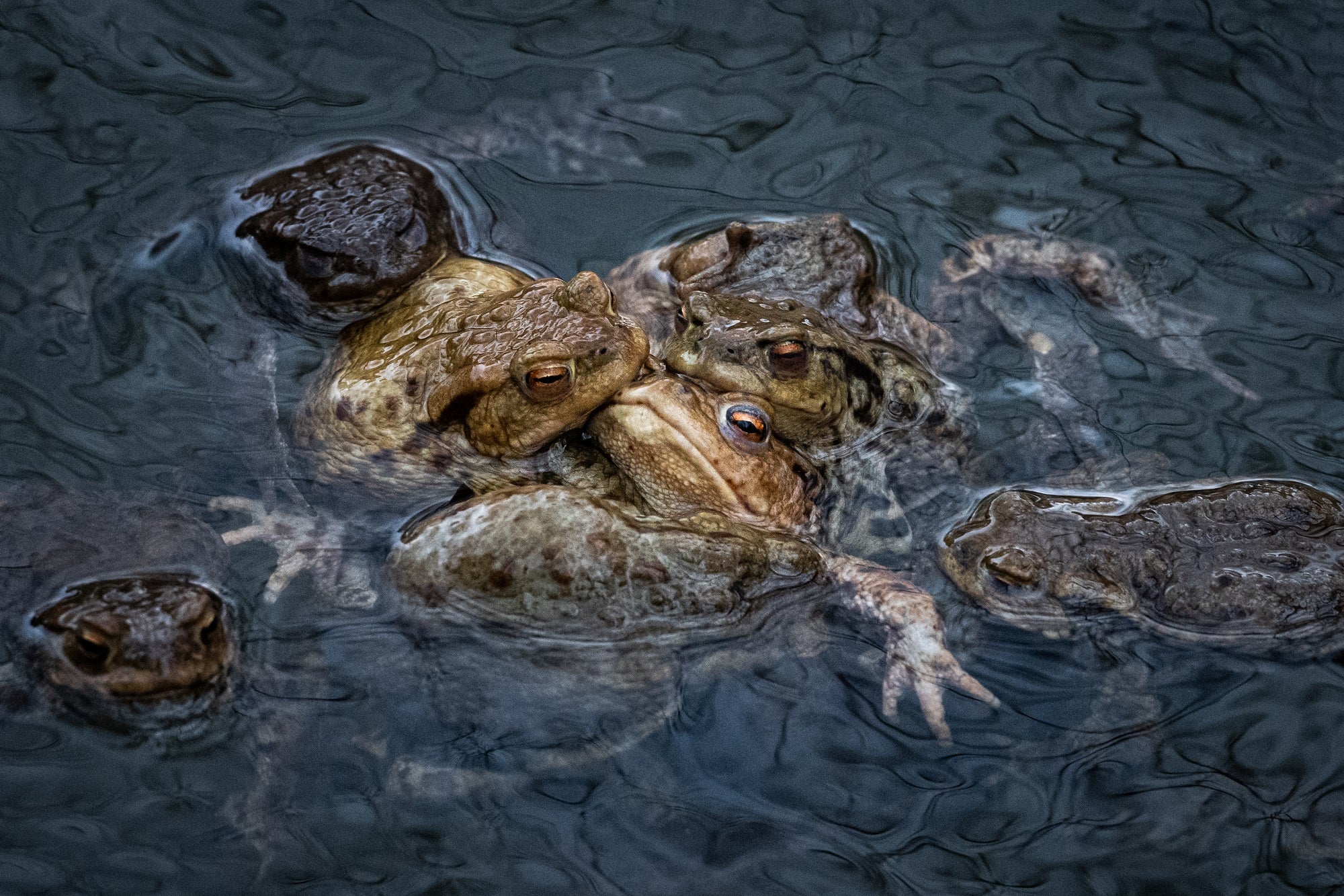 European toad mating pile in Prague pool captured for photography awards