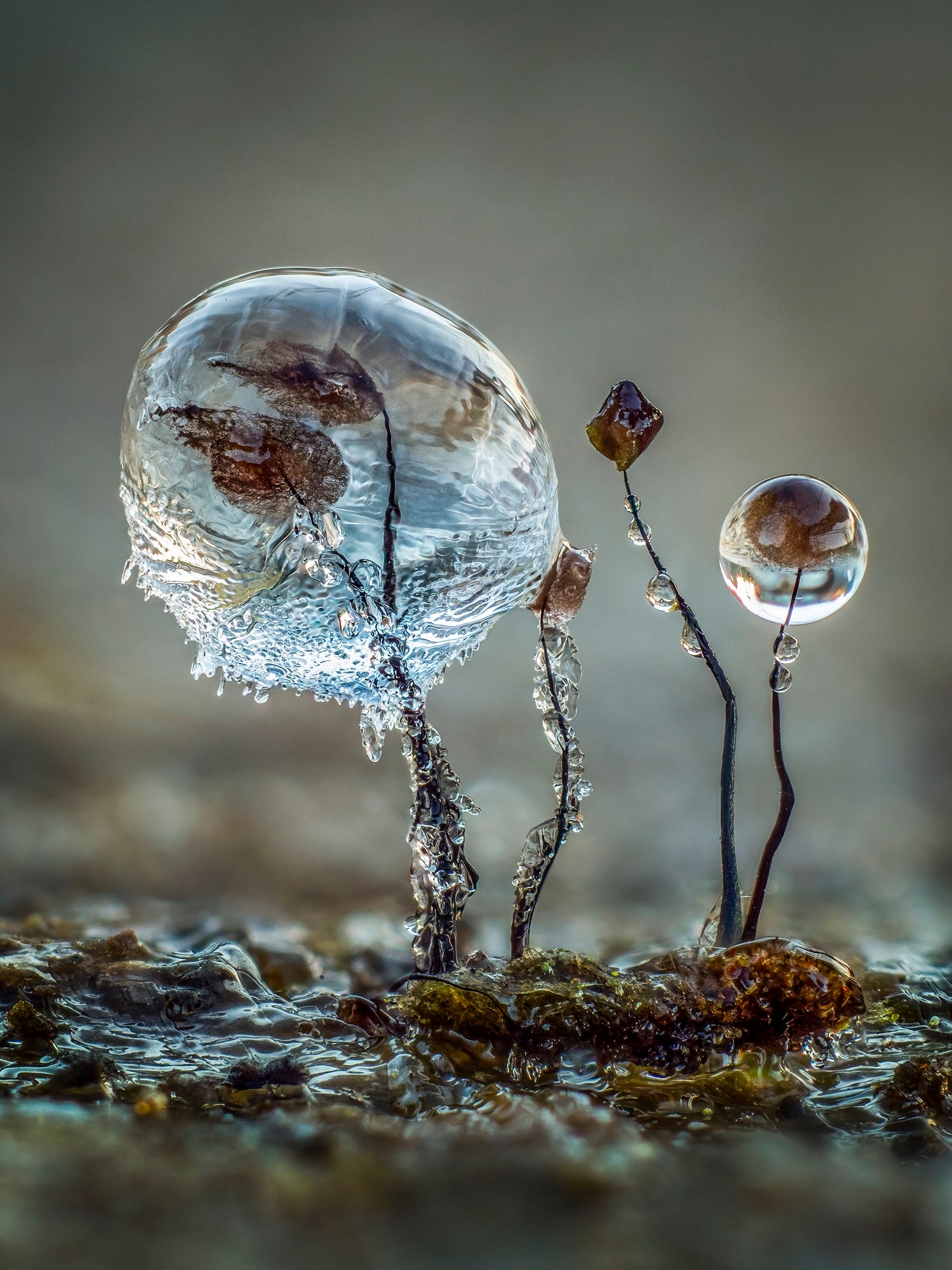 Slime mold strands encased in ice captured for photography awards