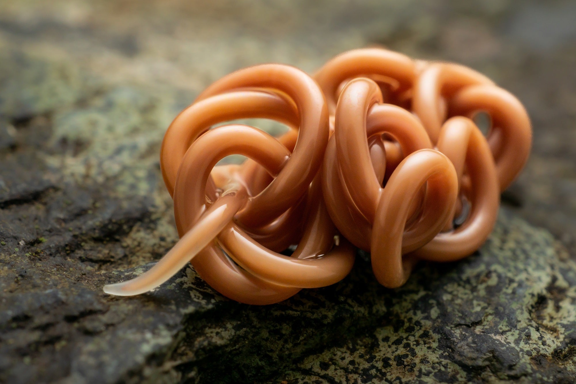 Pink worm making knots on a rock capture for photography awards