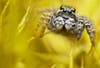 Jumping spider on yellow flower captured for photography awards