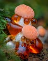Wrinkled peach mushroom with orange beads on green captured for photography awards
