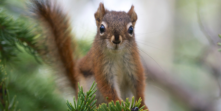 Squirrels gamble, too—but with their genes