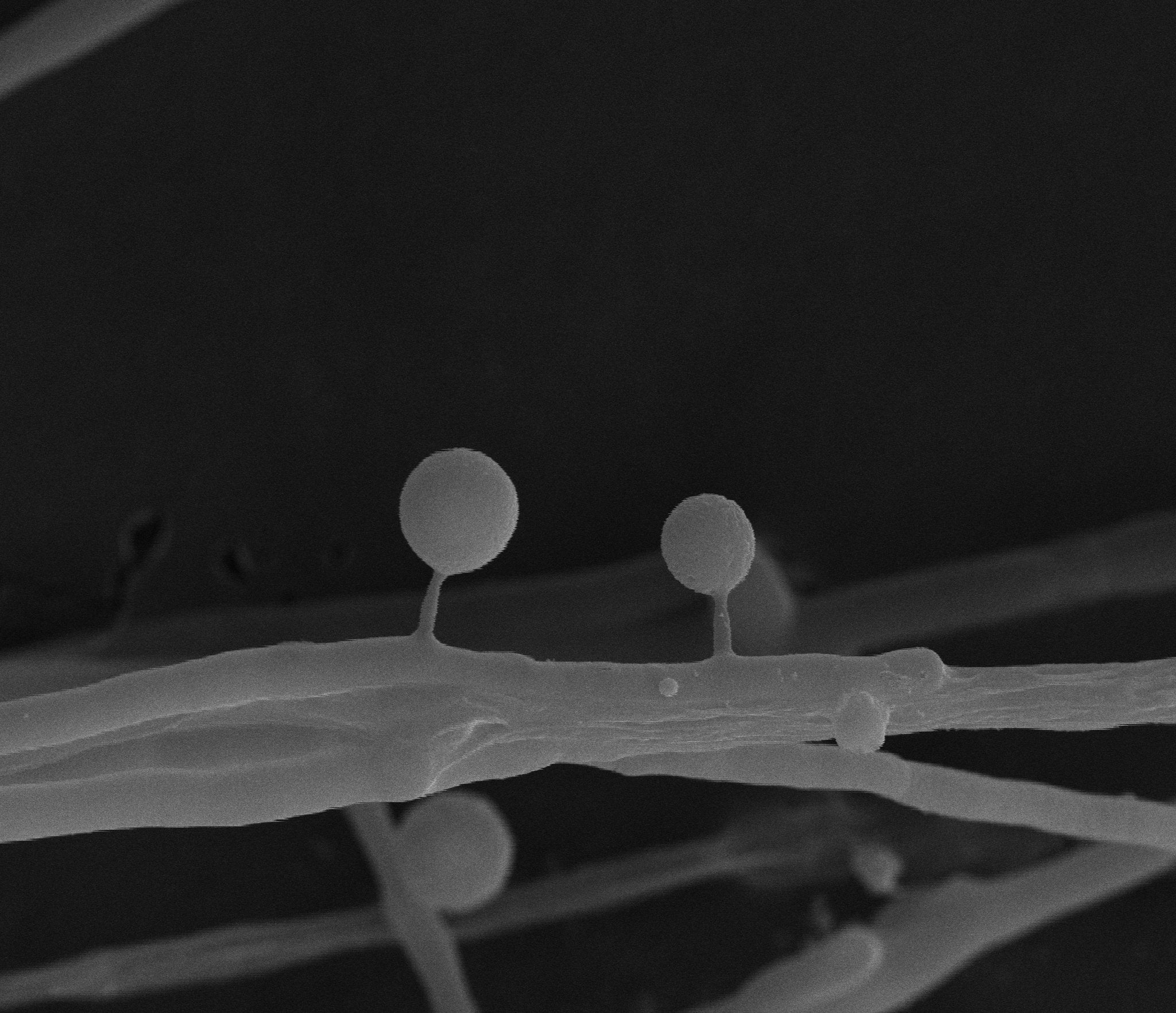 Oyster mushroom toxic "lollipops" under a microscope