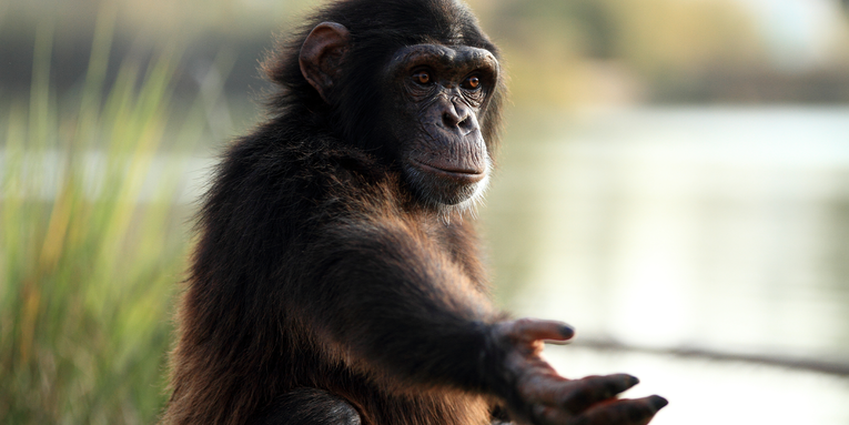 Adolescent chimpanzees might be less impulsive than human teens