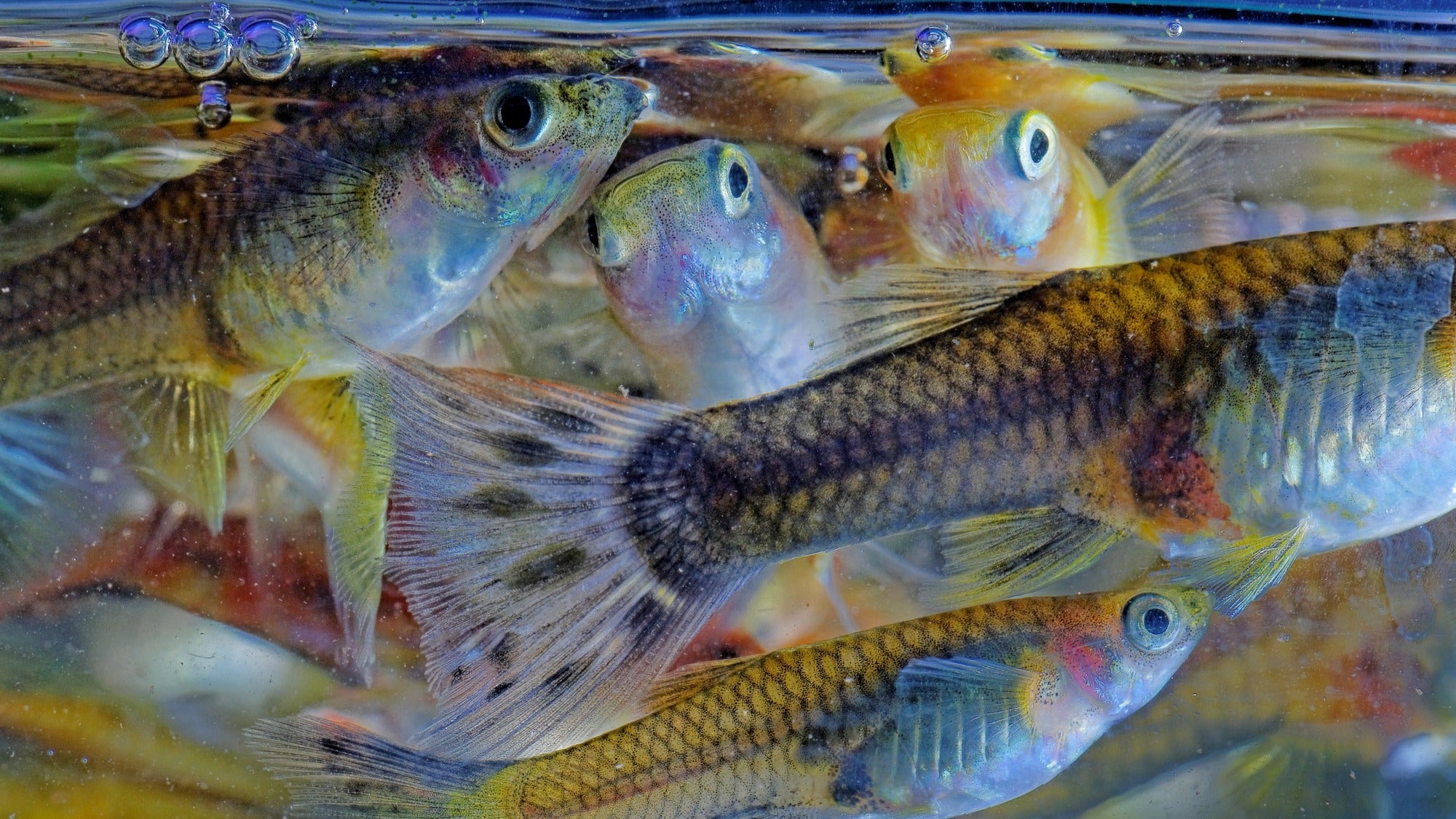 Los cursos de agua sucios pueden alterar el comportamiento de los peces