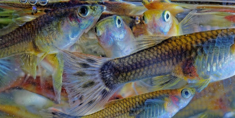 Plastic, pollution, and prescription drugs are making fish act erratically