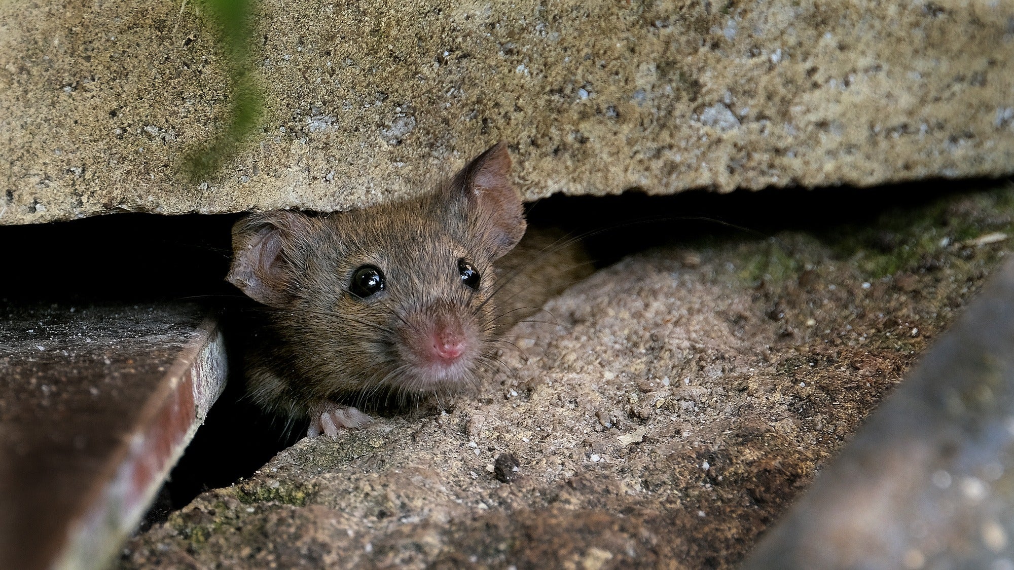 ADN de roedores revela comercio de pieles en el mercado negro
