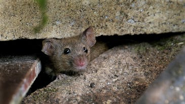 Stowaway mice carry DNA evidence of an ancient black market fur trade