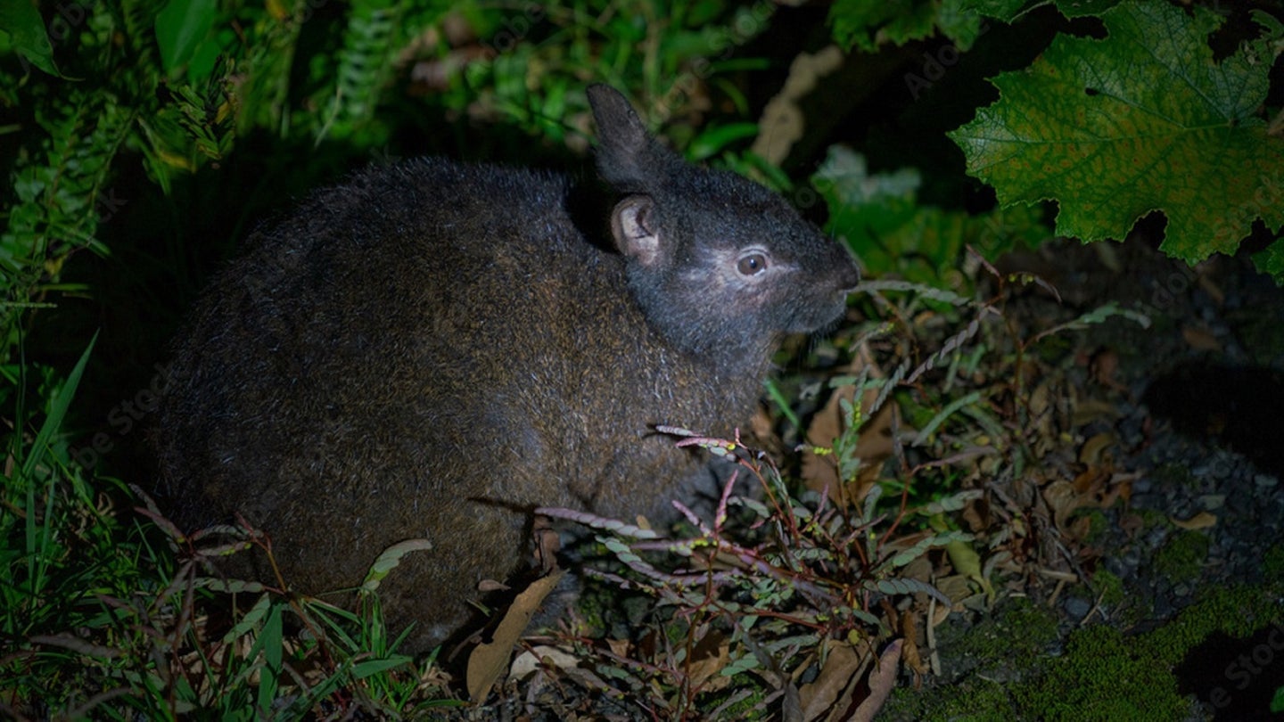 a dark furred rabbit with short ears in the brush. the image was taken at night