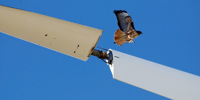 When wind turbines kill bats and birds, these scientists want the carcasses