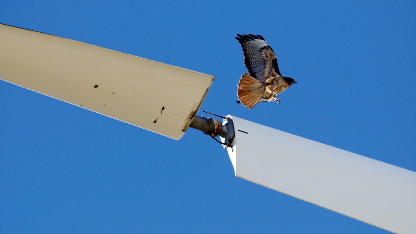 A red-tailed hawk takes off from an idle turbine blade in near Livermore, California, in 2013.