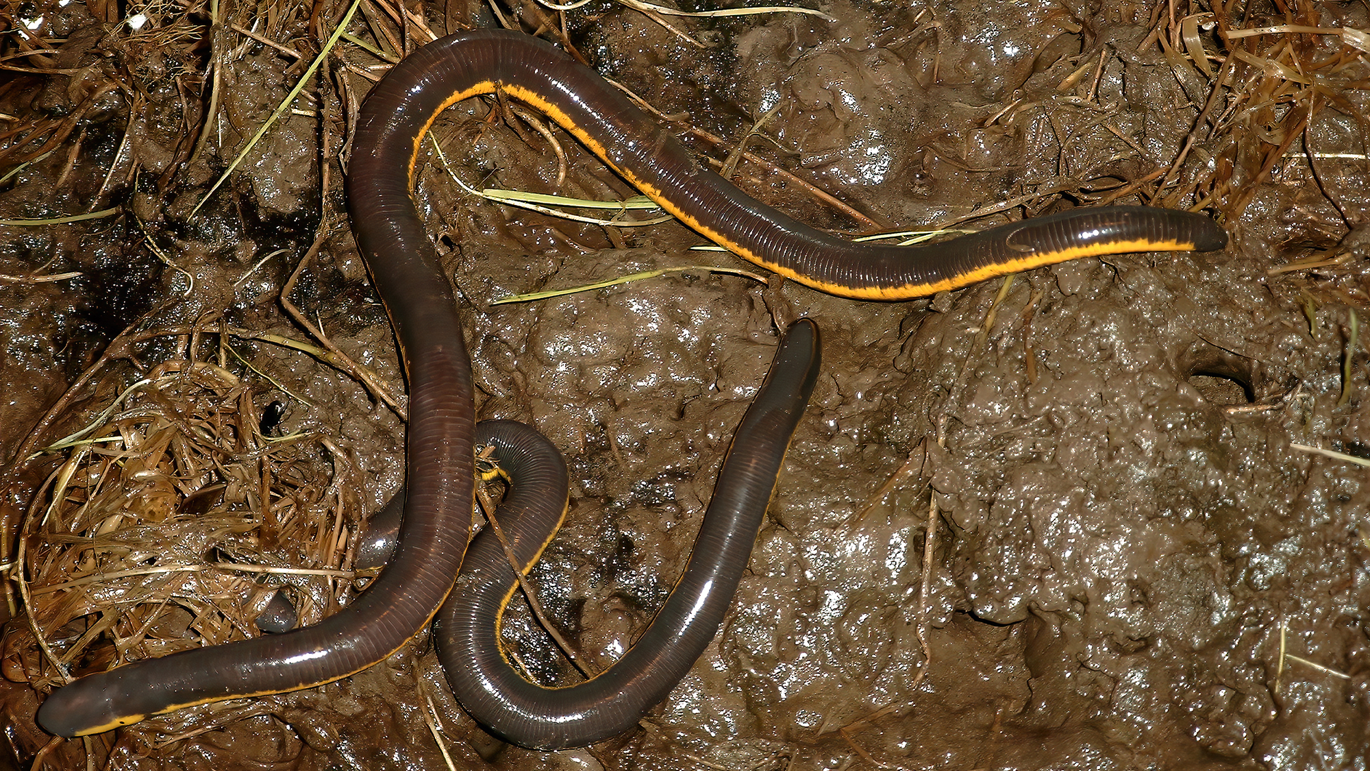 Two long, dark, Koh Tao worm salamanders on a swampy soil