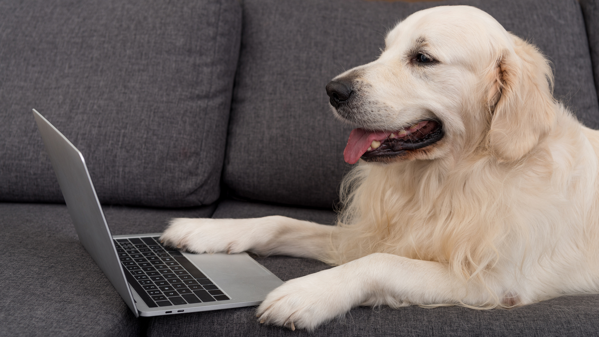 Golden retriever sitting on couch in front of laptop