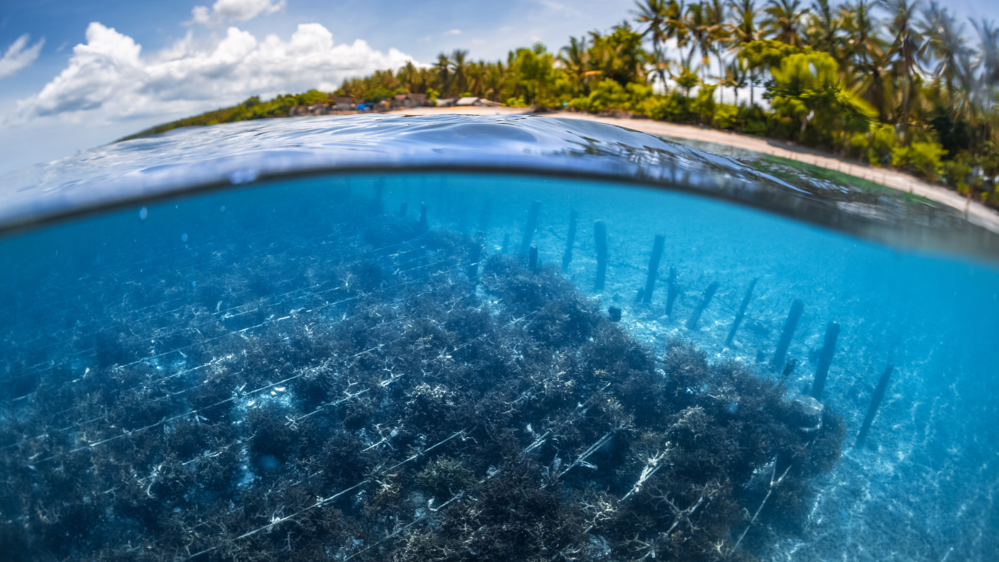 A seaweed farm underwater near an island in Indonesia.