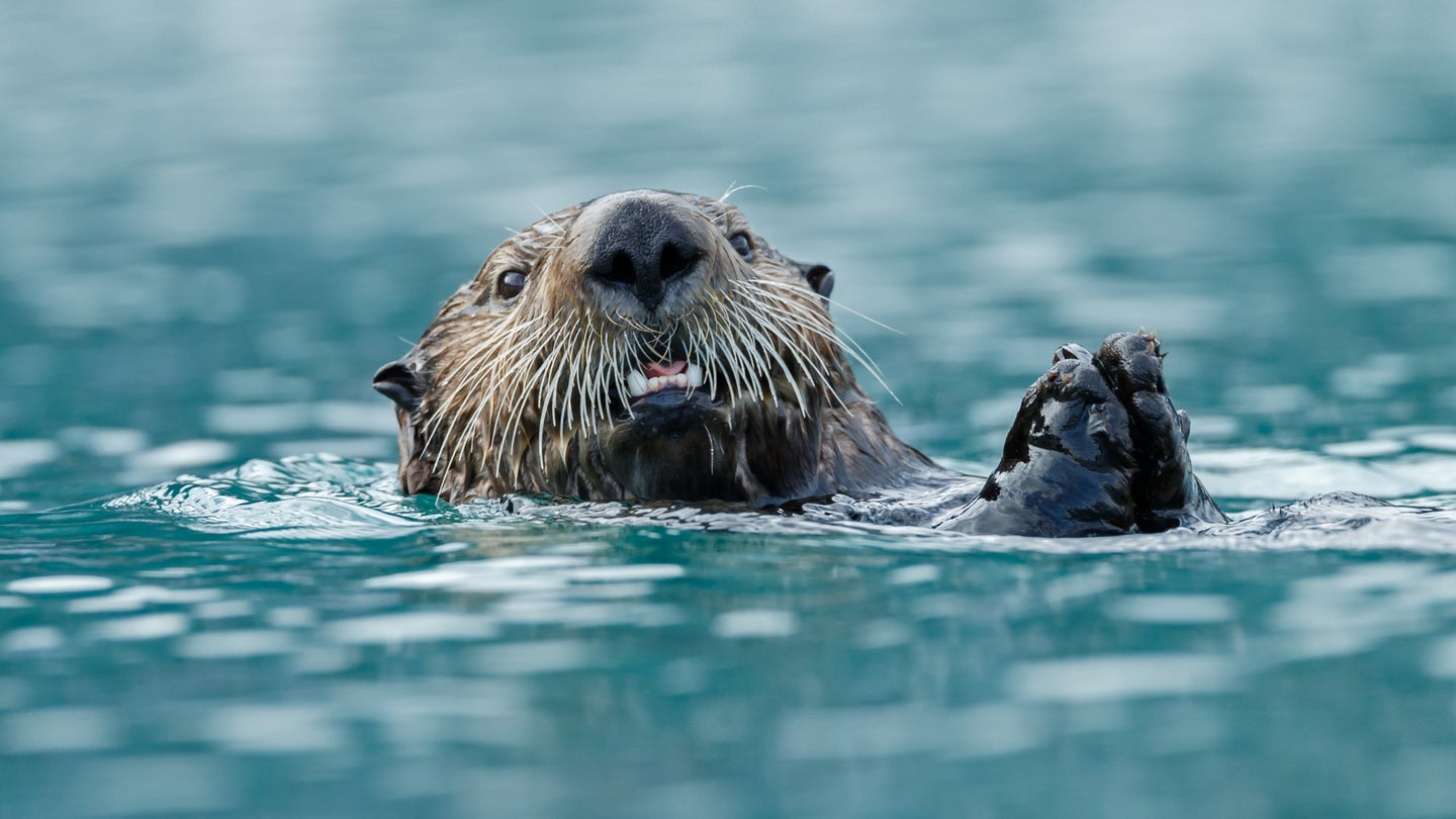In Alaska, coastal wolves will happily chow down on sea otters—a dietary flexibility with broad ecological ramifications.
