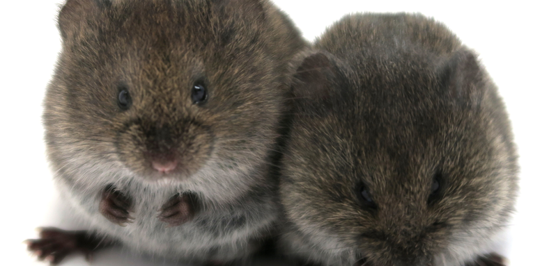 These fuzzy burrowers don’t need oxytocin to fall in love