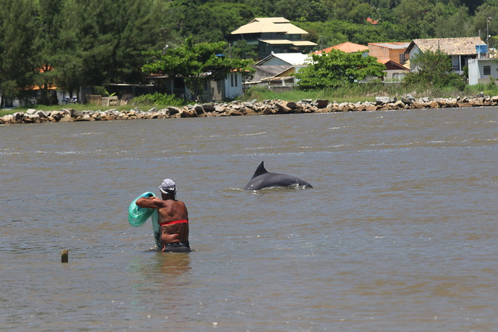 A fisherman stands in the water with a dolphin surfacing nearby in Laguna, Brazil.