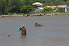 A fisherman stands in the water with a dolphin surfacing nearby in Laguna, Brazil.