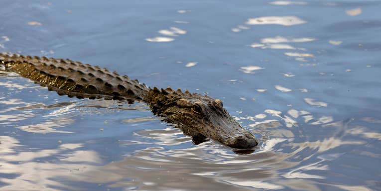 What to do when your fishing lure hooks a bird, otter—or gator