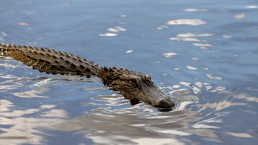 What to do when your fishing lure hooks a bird, otter—or gator