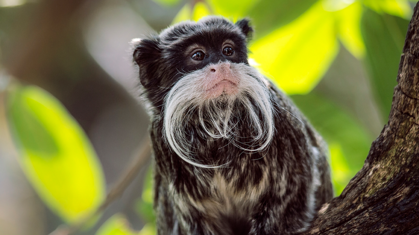 An emperor tamarin monkey sits in a tree.