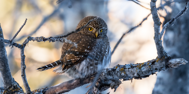 Songbird species team up to ‘mob’ owls and other predators