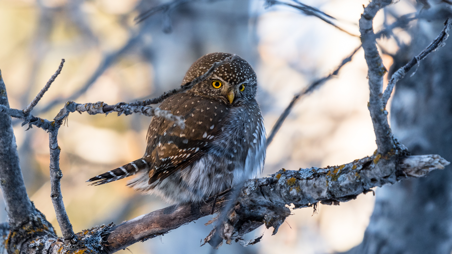 A northern pygmy owl with brown and white feathers perched on a tree branch and staring.