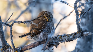 Songbird species team up to ‘mob’ owls and other predators