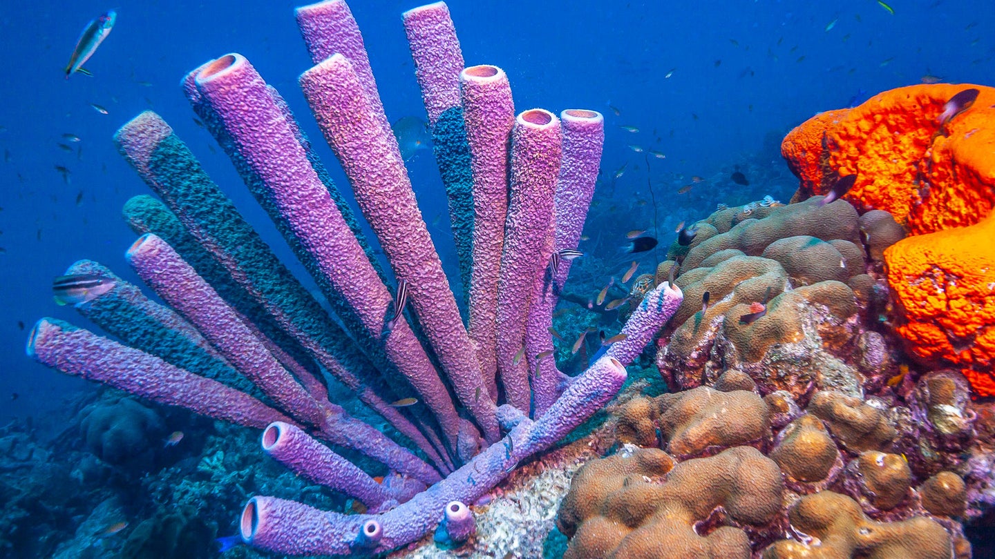 tube sponges in a coral reef