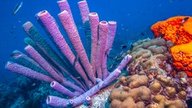 A sea sponge’s sneeze lasts a very, very long time